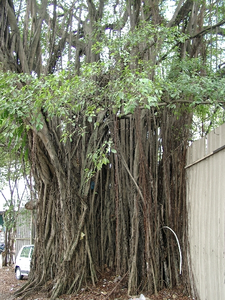 Kuala Lumpur, R/Malaysia/Album2KL/Bild2-1.htmlsiger Urwaldbaum mitten in der Stadt